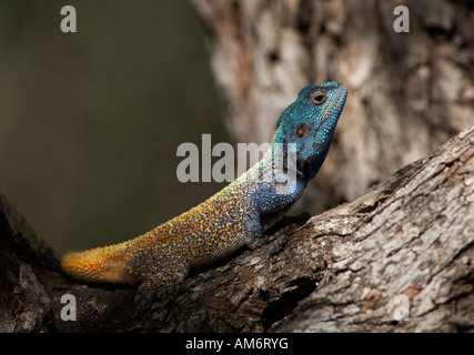 Unter der Leitung von blau Baum Agama (Acanthocerus Atricollis) Stockfoto