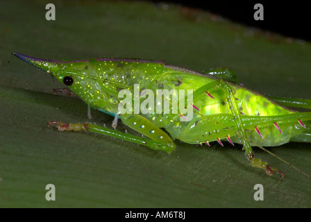 Conehead Grashuepfer Copiphora sp Manu Peru Stockfoto