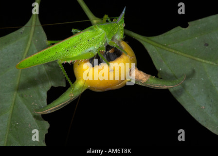 Conehead Grashuepfer Copiphora SP. Manu Peru Stockfoto