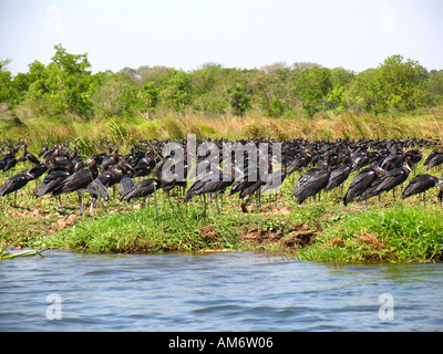 Ciconia abdimii, Abdims Stork Stockfoto