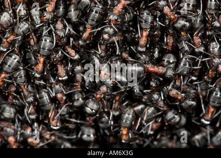 Holz-Ameisen-Formica Rufa Blean Wald Kent Stockfoto