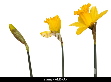 Narzissen Narcissus sp zeigt 3 verschiedene Stufen der Blume Öffnung öffnen Stockfoto