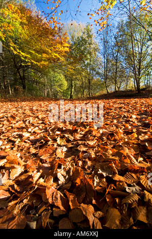 Ein Teppich von herbstlichen Blättern deckt den Boden in Delamere Wald, Cheshire, England, UK Stockfoto