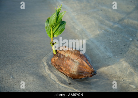 Gestrandeter Kokosnuss Keimen. Stockfoto