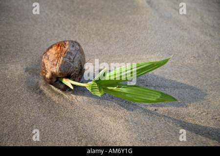 Gestrandeter Kokosnuss Keimen. Stockfoto