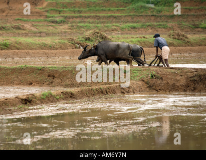 Ein Bauer, der pflügt seine Reisfeld mit ein paar Wasserbüffel in Sri Lanka Asien Stockfoto