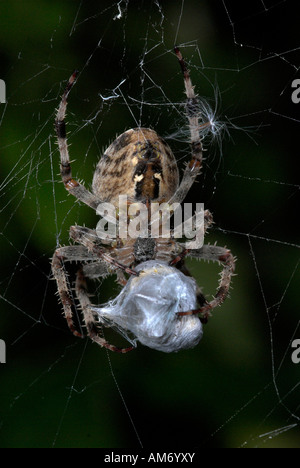 Garten Spinne Araneus Diadematus auf Web Cocooning Beute Opfer UK Stockfoto