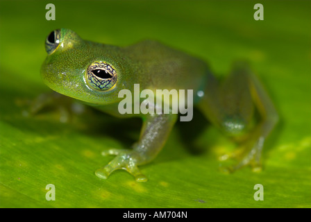 Stachelige Cochran Frosch Cochranella Spinosa Costa Rica Stockfoto