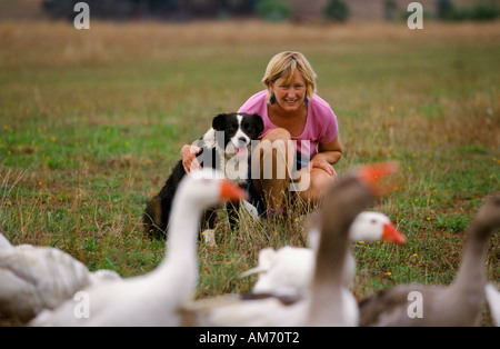 Dieser Border Collie Herden Gänse zurück nach Hause um jeden Tag, Hof Tallangatta Valley, Victoria, Australien, Horizontal, Stockfoto