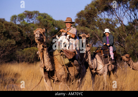 Kamelreiten in Mallee-Gesträuch, in der Nähe von Morgan, Murray Riverland, South Australia, Horizontal, Stockfoto