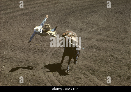 Rodeo-Sattel Bronc Reiter sein Pferd, USA bockte Stockfoto