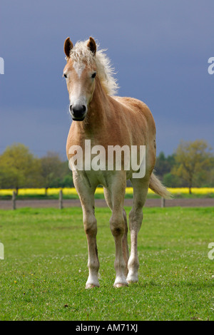 Haflinger Pferd - Fohlen (Equus Przewalskii F. Caballus) Stockfoto