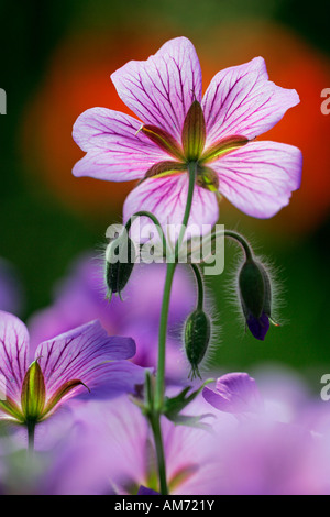 Blühende breit-petaled Storchschnabel (Geranium Platypetalum) Stockfoto