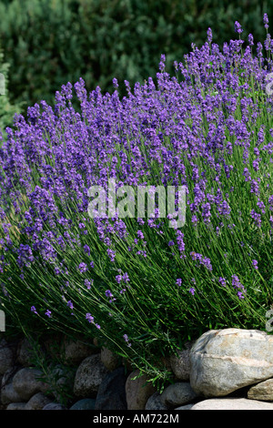 Blühende Sorte englischer Lavendel (Lavandula Angustifolia Munstead) Munstead Stockfoto