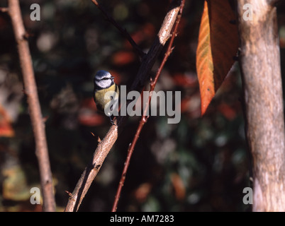 Blaue TIFF Stockfoto