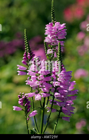 Blühende Gehorsam Pflanze Sorte Bouquet Rose (Physostegia Virginiana Bouquet Rose) Stockfoto