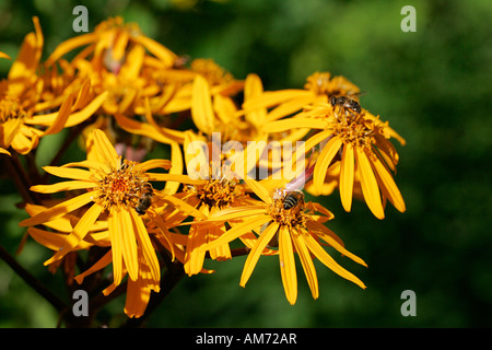 Blühende Ligularia Dentata Sorte Othello - Leopard-Pflanze (Ligularia Dentata Sorte Othello) Stockfoto