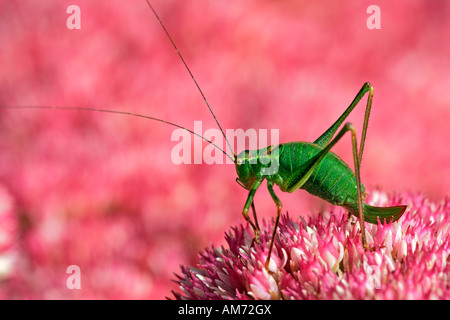 Weibliche gesprenkelten Bushcricket sitzt auf einer blühenden Fetthenne - Sedum Live-forever - indigen - Walde - (Leptophyes punctatissi Stockfoto