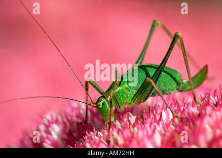 Weibliche gesprenkelten Bushcricket sitzt auf einer blühenden Fetthenne - Sedum Live-forever - indigen - Walde - (Leptophyes punctatissi Stockfoto