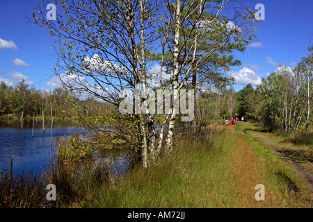 Moor in Lueneburg Heath im Herbst - Naturschutzgebiet Pietzmoor, Schneverdingen, Naturschutzgebiet Lueneburg Heath, Niedersachsen, Stockfoto