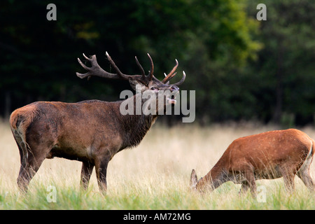 Belling roten Hirsch in der Brunft mit weidenden Hind - Rotwild in Hitze - männlich und weiblich (Cervus Elaphus) Stockfoto