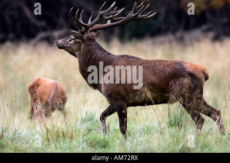 Roten Hirsch in der Brunft mit weidenden Hind - Rotwild in Hitze - männlich und weiblich (Cervus Elaphus) Stockfoto