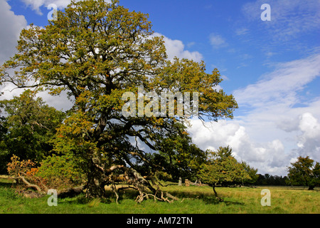 Starke alte Eiche - pedunculate Eiche (Quercus Robur) Stockfoto