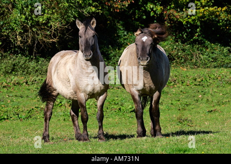 Konik-Pferde (Equus Przewalskii F. Caballus) Stockfoto