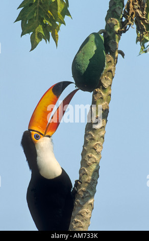 Riesentukan (Ramphastos Toco) Essen Mango, Pantanal, Brasilien, Südamerika Stockfoto