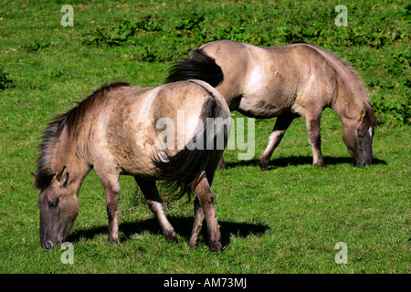 Grasende Konik Pferde (Equus Przewalskii F. Caballus) Stockfoto