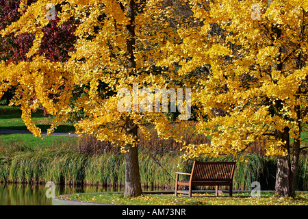 Ginkgo Bäume - tausend-Baum - Blätter im Herbst Farben - gelb Laub (Ginkgo Biloba) Stockfoto