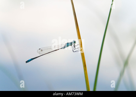 Blau-tailed Damselfly (Ischnura Elegans) auf einem Grashalm reed Stockfoto