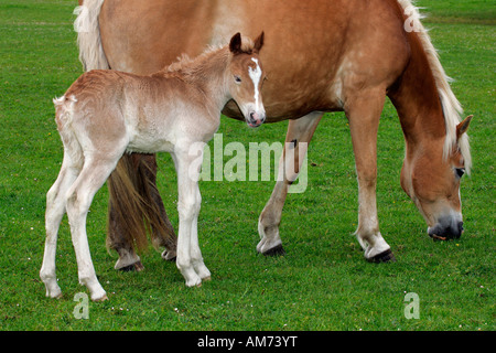 Haflinger Pferd - Stute mit Fohlen (Equus Przewalskii F. Caballus) Stockfoto