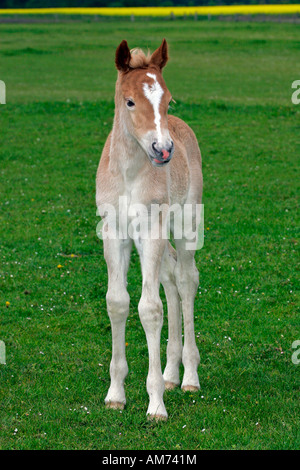 Haflinger Pferd - Fohlen (Equus Przewalskii F. Caballus) Stockfoto