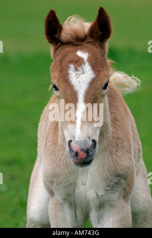 Haflinger Pferd - Fohlen (Equus Przewalskii F. Caballus) Stockfoto