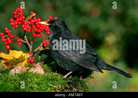 Amsel - Männchen (Turdus Merula) im Herbst mit roten Beeren Stockfoto