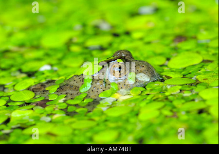 Gelbbauchunke (Geburtshelferkröte Variegata) Stockfoto