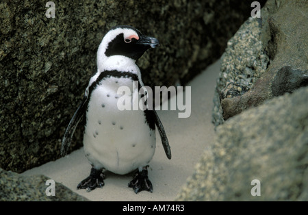 Afrikanischer Penguin in The Boulders ein Schwimmen und Verschachtelung Ort einer Pinguin-Kolonie Stockfoto