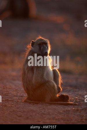 Männliche Chacma Pavian (Papio Ursinus) Stockfoto