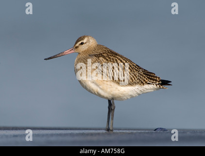 Bar-tailed Uferschnepfe (Limosa Lapponica) Stockfoto