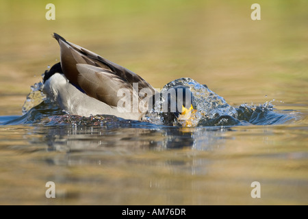 Drake Mallard Anas Platyrhynchos Baden im Teich Potton Bedfordshire Stockfoto