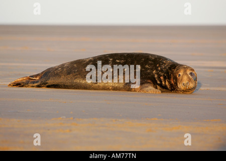 Atlantische Kegelrobben (Halichoerus Grypus) Stockfoto