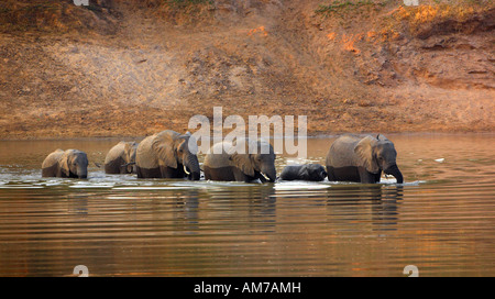 Familie des afrikanischen Elefanten (Loxodonta Africana) Kreuzung River Stockfoto
