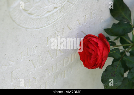 Rose zwischen Grabsteine, englische Soldatenfriedhof, Köln, Nordrhein-Westfalen, Deutschland Stockfoto