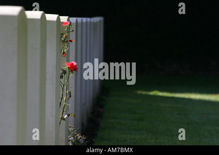 Rose zwischen Grabsteine, englische Soldatenfriedhof, Köln, Nordrhein-Westfalen, Deutschland Stockfoto