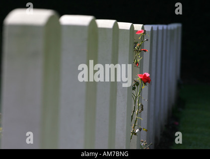 Rose zwischen Grabsteine, englische Soldatenfriedhof, Köln, Nordrhein-Westfalen, Deutschland Stockfoto