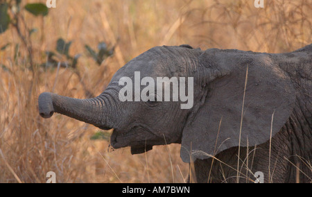 Afrikanischer Elefant Kalb (Loxodonta Africana) Stockfoto