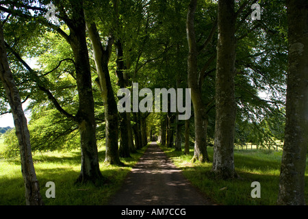 Buche-Allee-Eingang zum Drummond Castle Gardens, Perthshire, Schottland, UK Stockfoto