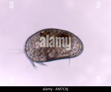 Ostracod Candona SP. Krustentier UK Stockfoto