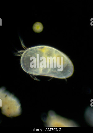 Ostracod Candona SP. Krustentier UK Stockfoto